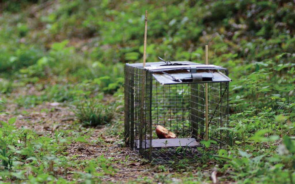 狩猟免許がなくても-捕獲できる場合とは