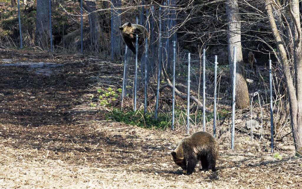 鳥獣被害の現状