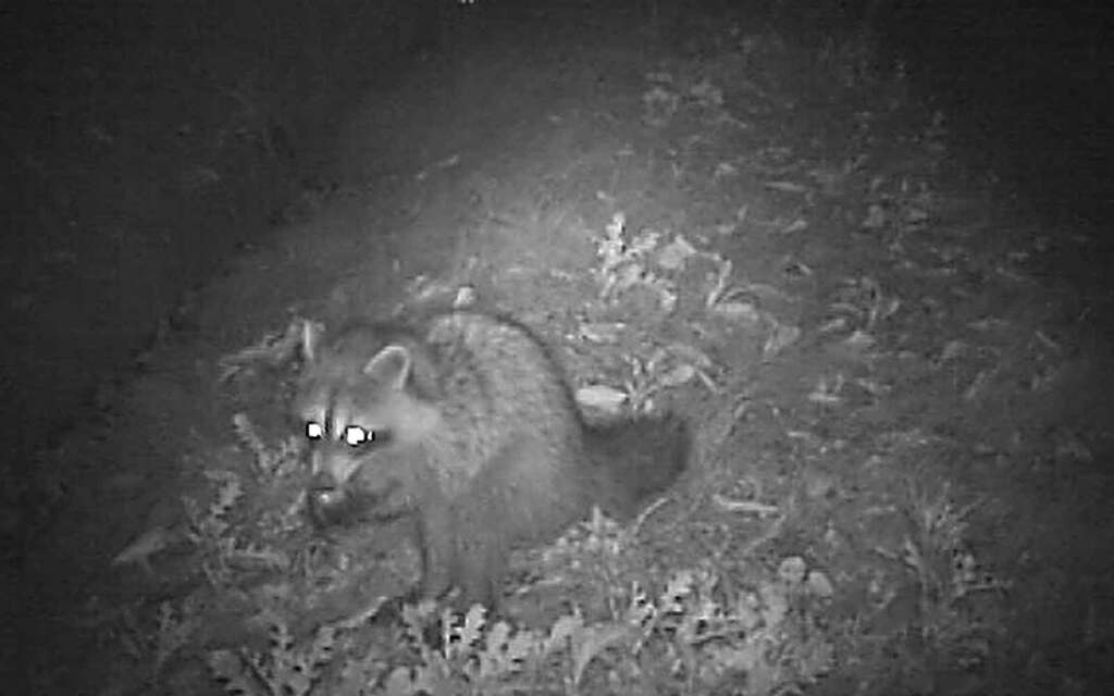 アライグマが繁殖する春期の捕獲