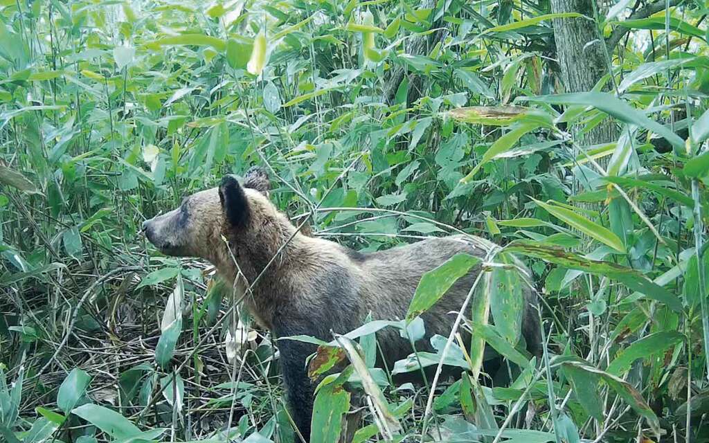 自動撮影カメラに映ったヒグマ