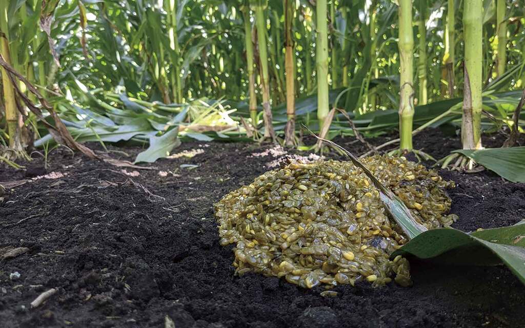 デントコーンを食べたヒグマのフン