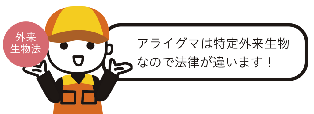 アライグマは特定外来生物