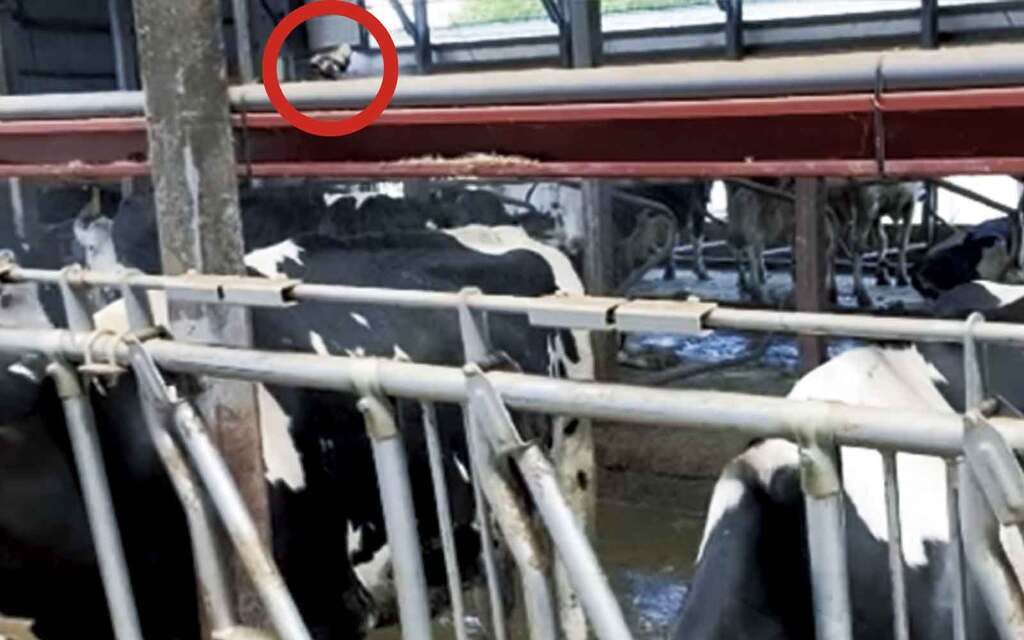 飼槽に設置されたソーカーシステム-
