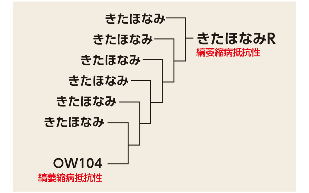 図1きたほなみRの育成経過