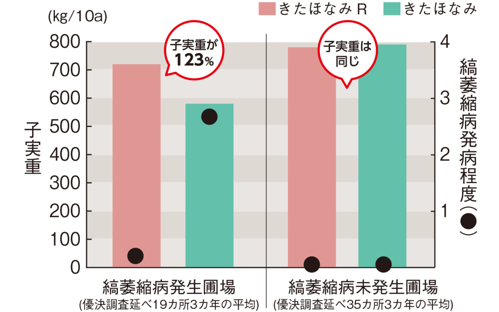 図2縞萎縮病発生圃場_未発生圃場での子実重