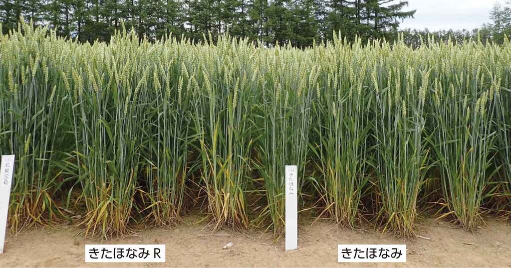 写真1縞萎縮病未発生圃場での草姿