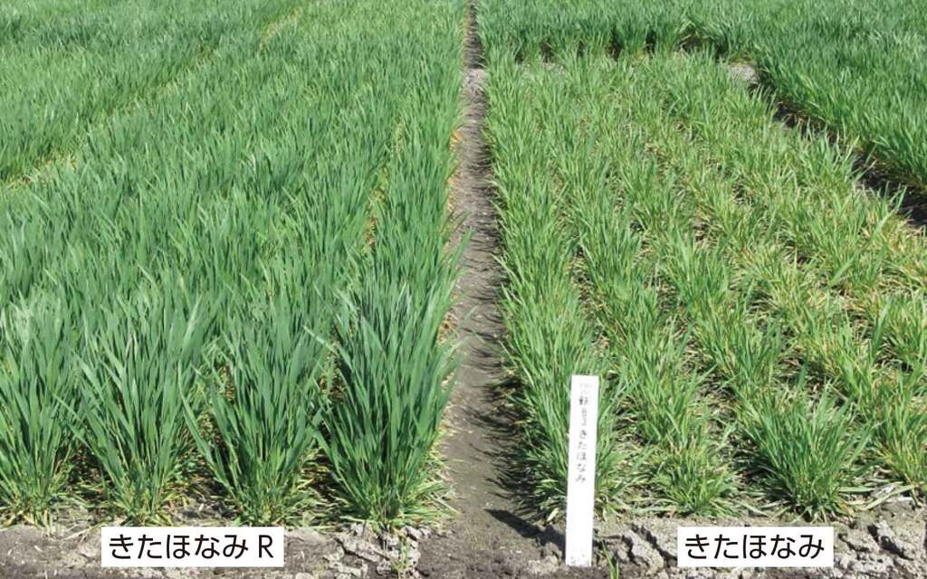 写真2縞萎病縮発生圃場での春先の病徴