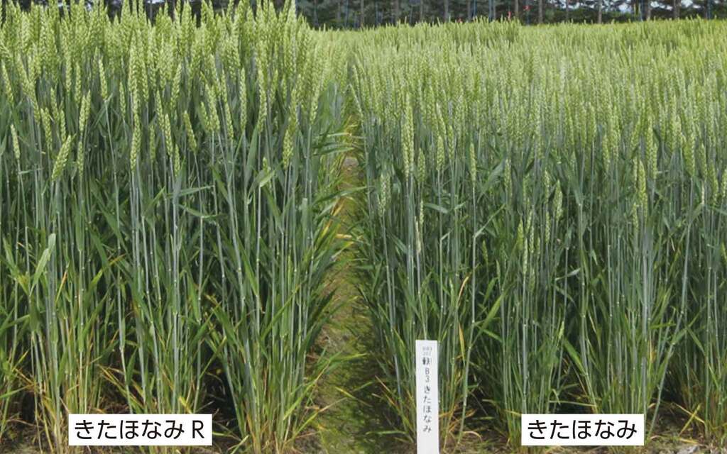 写真3.縞萎縮病発生圃場での草姿