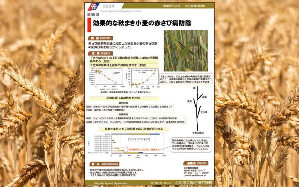 効果的な秋まき小麦の赤さび病防除