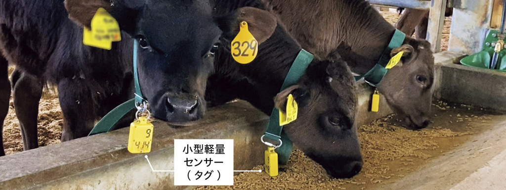 小型軽量センサー(タグ)をつけた牛