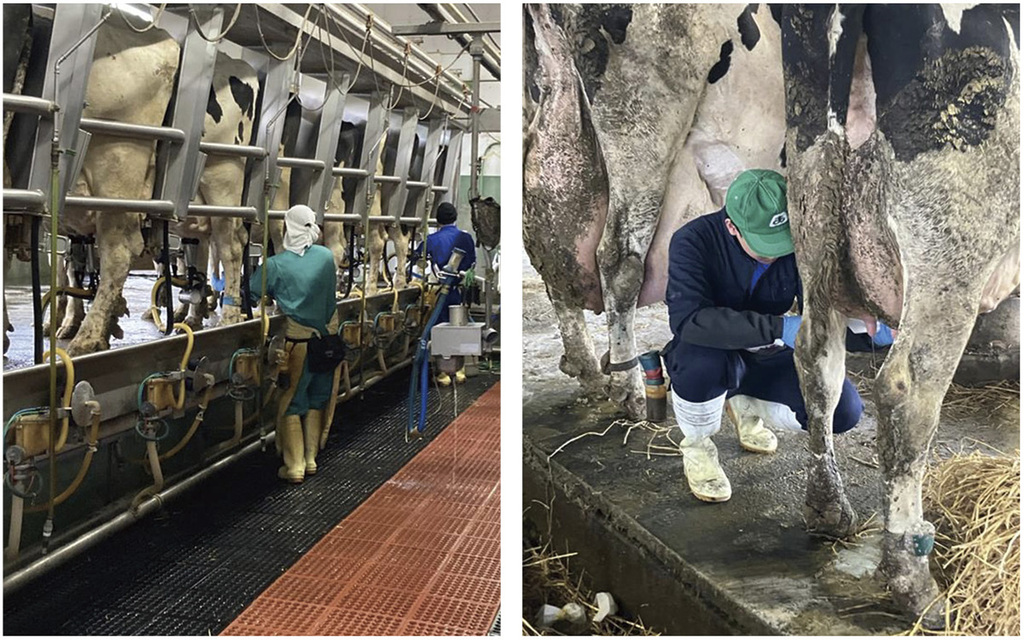 フリーストール牛舎での搾乳体験(左)、タイストール牛舎での搾乳体験(右)