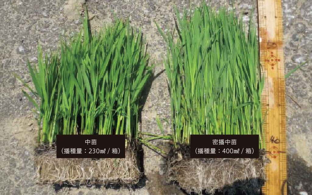 写真1役員を中心に実証展示圃を設置した際の苗の比較