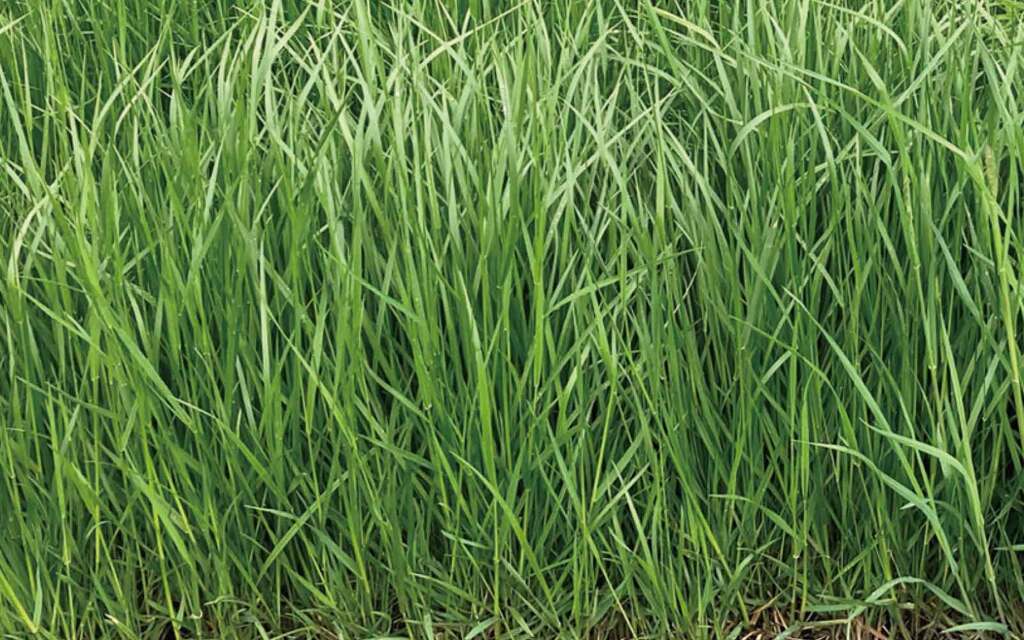 写真2.採草利用時のTF「スワイ」