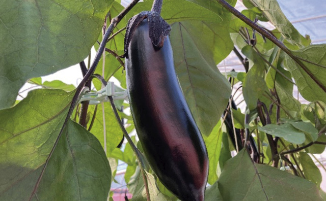 写真1.つやのあるなす