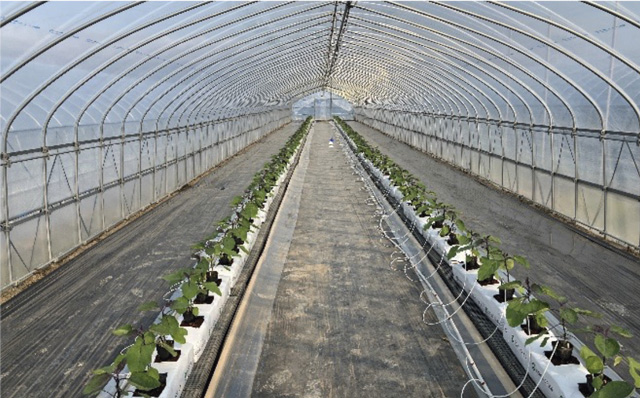 写真2.なすの隔離床養液栽培に取り組む生産者圃場