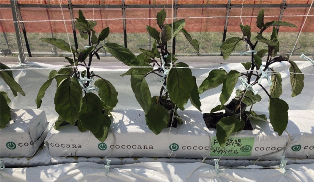 写真3.ヤシ殻培地を詰めたバッグ製品：ココカラ合同会社「ココカラバッグ」