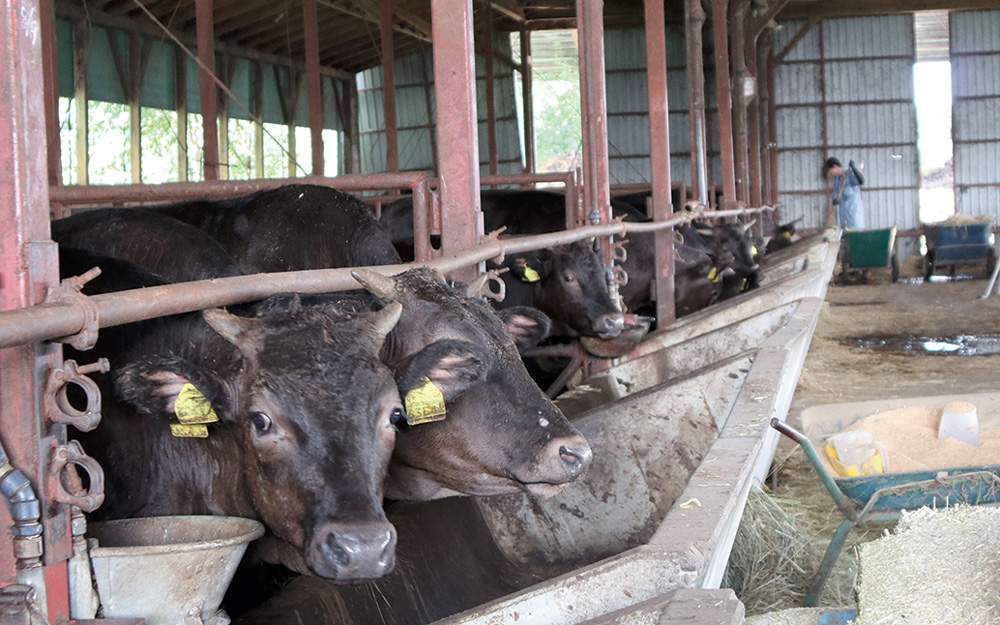 写真2.角を切らずに牛を育てている山川さん。