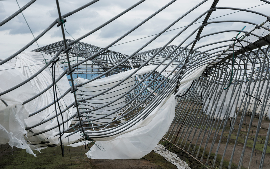 倒壊したビニールハウス