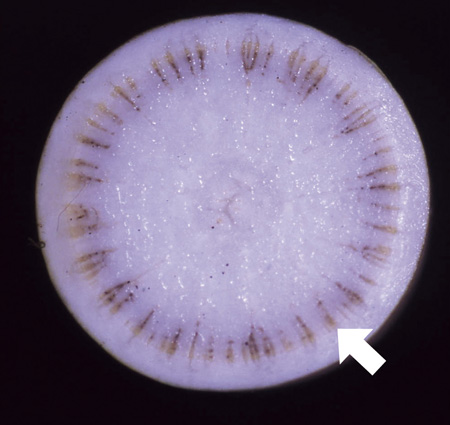 バーティシリウム黒点病