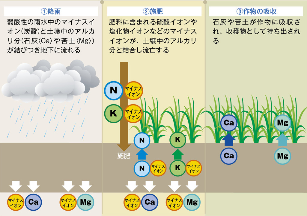 図1.土壌酸性化の仕組み（草地の土づくり「平成28年2月北海道農協〈土づくり〉運動推進本部発行」より改変）