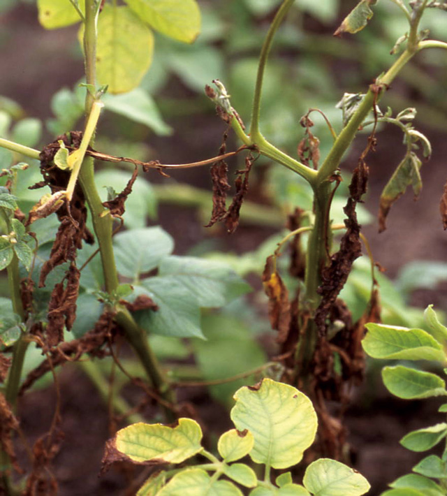 ジャガイモ半身萎凋病