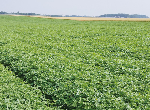 おとり植物の例(ポテモン)