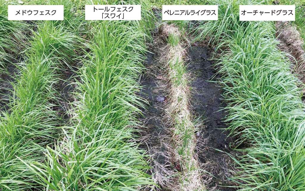 写真1.耐寒性特性検定積雪無防除区(酪農試、2024年5月7日）